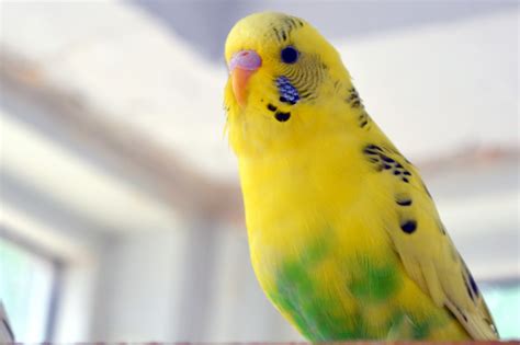 Budgie Wallpapers Images Photos Pictures Backgrounds