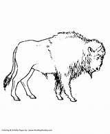 Wild Animal Coloring Pages  Large Hairy bison Page And Kids sketch template