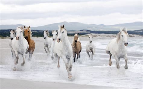 🔥 Download Beautiful White Horse Running Beach Wallpaper HD by @broach | White Horse Running On ...