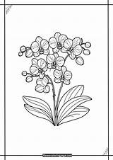 Printable For Free Download Orchid Coloring Page  Flower sketch template