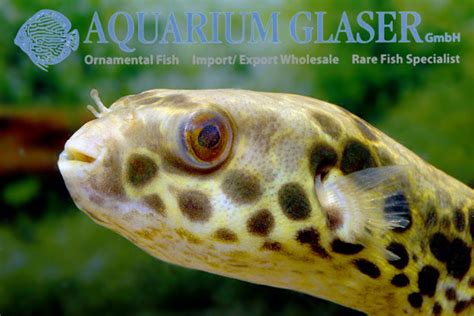 Tetraodon schoutedeni - Aquarium Glaser GmbH