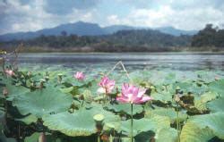 Tasik Chini - rebirth Of the sacred lotus