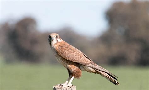 Brown falcon | BirdForum