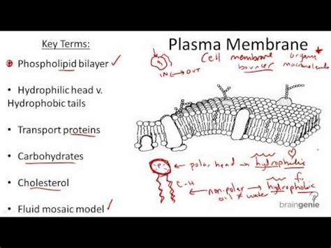 Plasmalemma