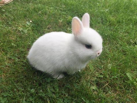 Netherland Dwarf Rabbit | History, Basic Health, Characterstics