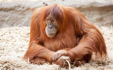 Orangutan Wallpapers - Wallpaper Cave