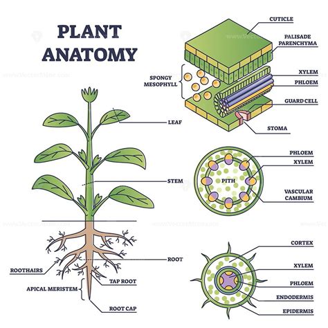Plant anatomy with structure and internal side view parts outline ...