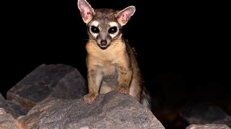 Animals of Arizona: These 5 critters represent the Grand Canyon State