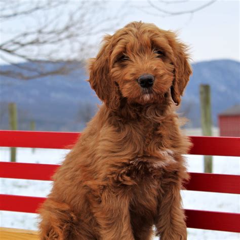 Irish Doodle Puppies For Sale • Adopt Your Puppy Today • Infinity Pups | Irish doodle, Doodle ...