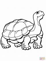 Tortoise Coloring Pages Printable sketch template