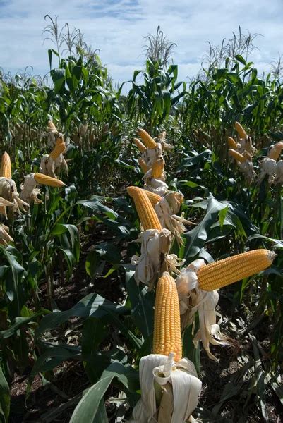 Maize Crop — Stock Photo © xicoputini #5351733