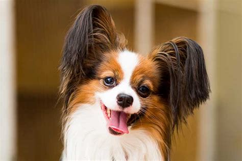 Half Pomeranian Half Papillon | atelier-yuwa.ciao.jp