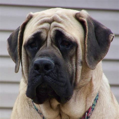 English Mastiff | Mastiff dogs, English mastiff, Mastiff puppies