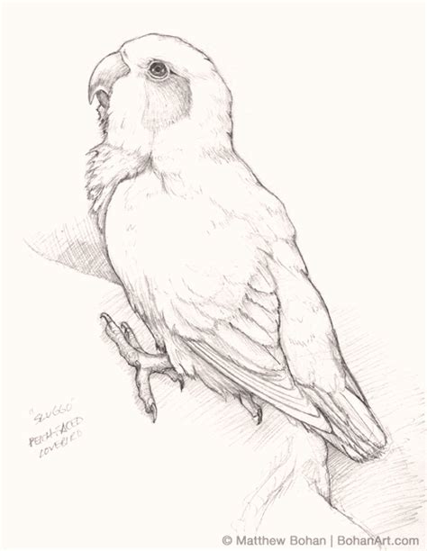 “Sluggo” Love Bird Pencil Sketch – Bohan Art