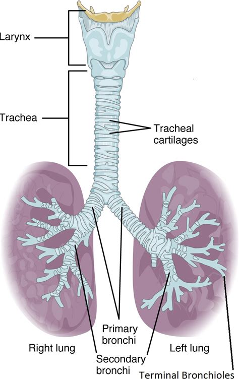 Organs and Special Regions – Advanced Anatomy 2nd. Ed.