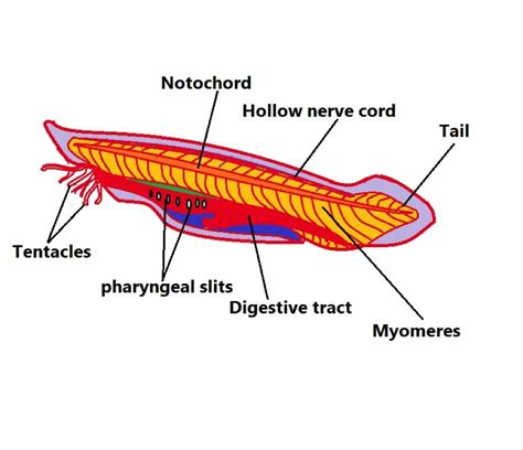 Phylum Chordata - Definition, Animals, and Characteristics