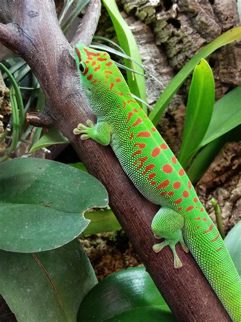 Giant day geckos - probably the greenest green I've ever seen on an ...