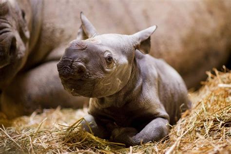 Black Rhino Calf Marks 40th Successful Birth For Critically Endangered Species!