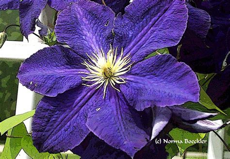 Purple Clematis Photograph by Norma Boeckler