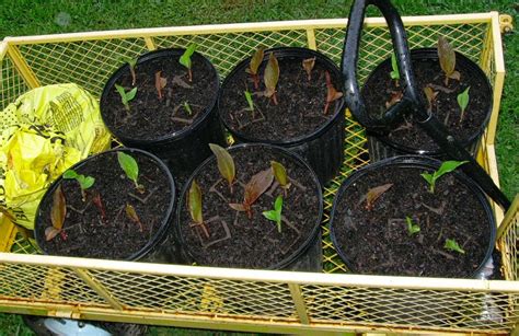 Plants & Such: Growing Canna Lily Seeds