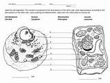 Eukaryotic Cells Coloring Activity By Science For Success  TpT sketch template