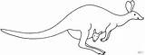 Hopping Kangaroo coloring Page  Free Printable Coloring Pages sketch template