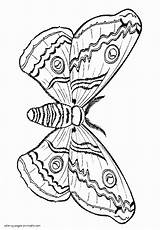 Coloring Page Of The moth  COLORING PAGES PRINTABLECOM sketch template