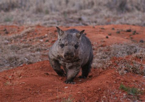 Northern hairy-nosed wombat | Environment, land and water | Queensland ...