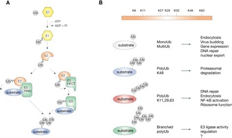 The ubiquitination code: a signalling problem | Cell Division | Full Text