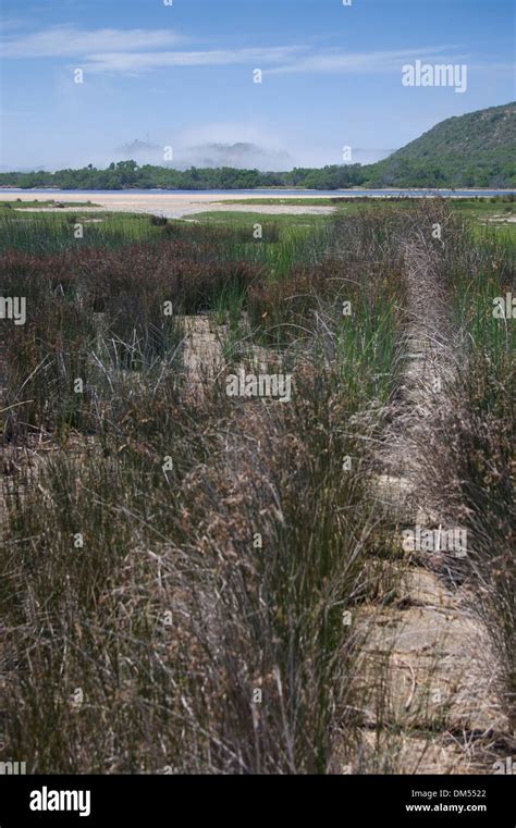 Reeds on Swartvlei, Sedgefield, Western Cape, South Africa Stock Photo ...