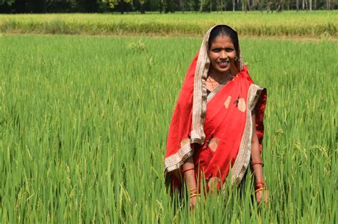 INDIA: SRI farming enhances paddy produce of women farmers in Uttar Pradesh – Asian Farmers ...