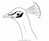 Peacock Head Coloring Page For Kids  Free Pheasants And Partridges sketch template