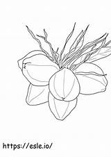 Five Coconut coloring page sketch template