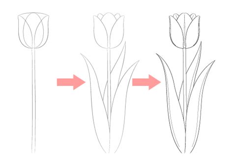 Easy Tulip Drawing Step by Step - EasyDrawingTips