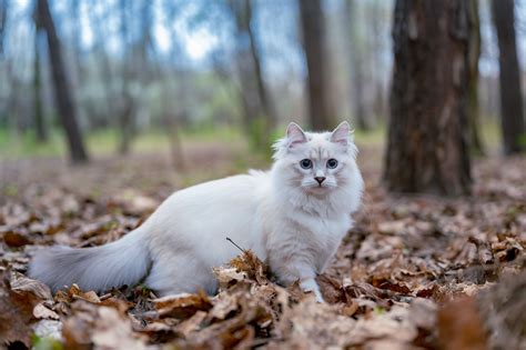 A Beginner’s Guide to the Norwegian Forest Cat | Catipilla