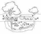 Pond Ecosystem Coloring Page Pages sketch template