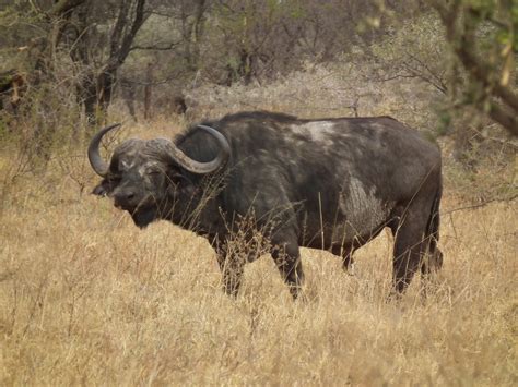 File:African Buffalo Syncerus caffer in Tanzania 3056 Nevit.jpg - Wikimedia Commons