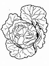 Kids N Funcom  Coloring Page Vegetables Cabbage sketch template
