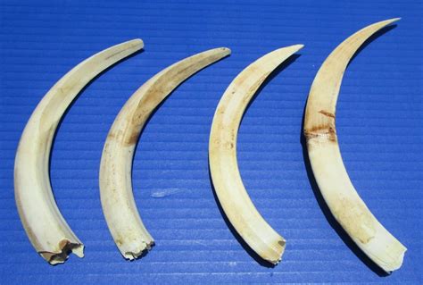 4 Lower Warthog Tusks for Sale 7-5/8 to 9-3/8 inches - Buy these for ...