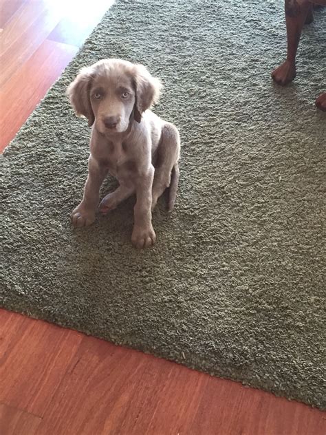 Long haired Weimaraner puppy | Weimaraner puppies, Beautiful dogs, Weimaraner dogs