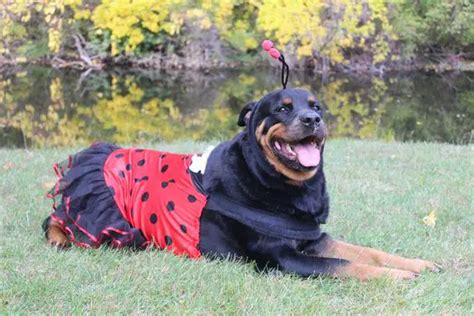 21+ Funny Rottweilers in Halloween Costumes | Page 5 of 6 | The Paws