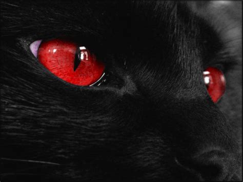 Scary Cat Wallpapers - Top Free Scary Cat Backgrounds - WallpaperAccess