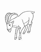 Wild Animals Coloring Pages Free Printable PDF sketch template