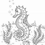 Printable Seahorse Coloring Pages For Kids Cool2bkids  Vrogueco sketch template