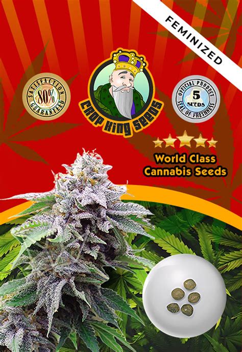 Blue Cookies Strain Feminized Marijuana Seeds | Rocket Seeds