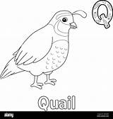 Quail Family Coloring Page sketch template