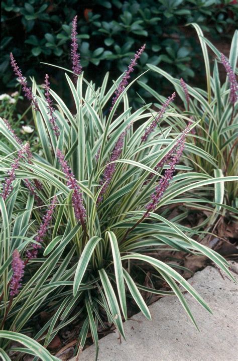 Getting the Most From Your Liriope Ground Cover - State-by-State Gardening