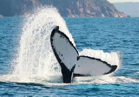 Whale Watching Port Stephens - Vantage Points & Tours