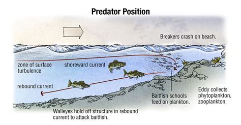 Wind Factors - In-Fisherman | Bass fishing tips, Walleye fishing, Bass fishing