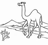 Desert Coloring Pages  Best For Kids sketch template